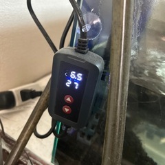 　決まりました　60センチ水槽の画像