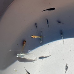 メダカ売ります✨1月2日or3日　東名ＰＡ、ＳＡ、常磐道ＰＡ、ＳＡの画像