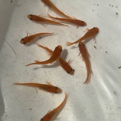 メダカ売ります✨1月2日or3日　東名ＰＡ、ＳＡ、常磐道ＰＡ、ＳＡの画像