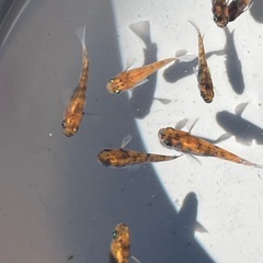 メダカ売ります✨1月2日or3日　東名ＰＡ、ＳＡ、常磐道ＰＡ、ＳＡの画像