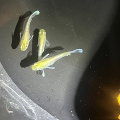 メダカ売ります✨1月2日or3日　東名ＰＡ、ＳＡ、常磐道ＰＡ、ＳＡの画像