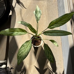 アグラオネマ シルバークイーンの画像