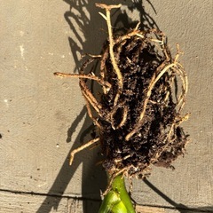 アグラオネマ シルバークイーンの画像