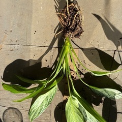 アグラオネマ シルバークイーンの画像