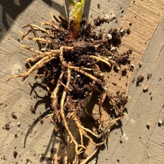 アグラオネマ シルバークイーンの画像