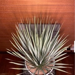 ユッカ リギダ (RON੯•`໒) 儀保の家庭用品《ガーデニング》の中古