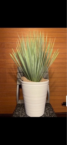 ユッカ リギダ (RON੯•`໒) 儀保の家庭用品《ガーデニング》の中古