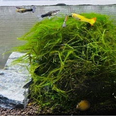 グッピーの稚魚　10ぴきの画像