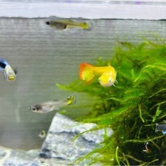 グッピーの稚魚　10ぴきの画像