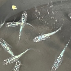 メダカ売ります✨1月2日or3日　東名ＰＡ、ＳＡ、常磐道ＰＡ、ＳＡの画像