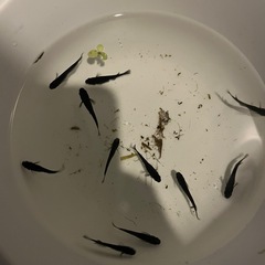 メダカ売ります✨1月2日or3日　東名ＰＡ、ＳＡ、常磐道ＰＡ、ＳＡの画像