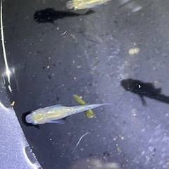 メダカ売ります✨1月2日or3日　東名ＰＡ、ＳＡ、常磐道ＰＡ、ＳＡの画像