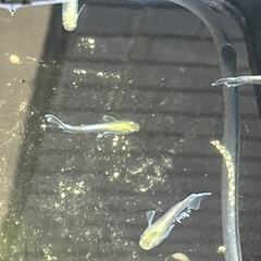 メダカ売ります✨1月2日or3日　東名ＰＡ、ＳＡ、常磐道ＰＡ、ＳＡの画像