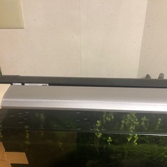 カージナルテトラ5匹、ラミノーズ2匹、コリドラス1匹、ヒーター、小さい水槽、水草など一式の画像