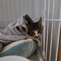 アイラインくっきりの美猫おはぎちゃん