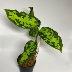 アグラオネマ　ピクタムの画像