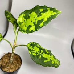 アグラオネマ　ピクタムの画像