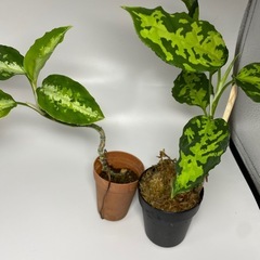 アグラオネマ　ピクタム　まだ小さいの画像