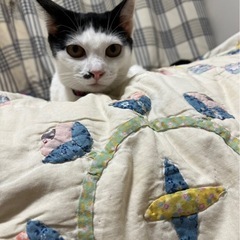 前髪ぱっつんの可愛い女の子