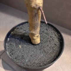 フェイクグリーン フィカス　観葉植物　の画像