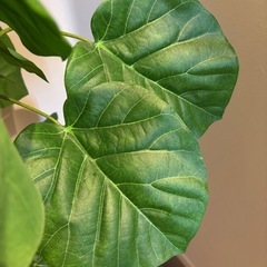 フェイクグリーン フィカス　観葉植物　の画像