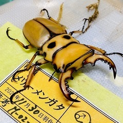 ③メリーメンガタクワガタ　新成虫ペアの販売の画像