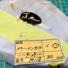 ③メリーメンガタクワガタ　新成虫ペアの販売の画像
