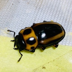 ③メリーメンガタクワガタ　新成虫ペアの販売の画像