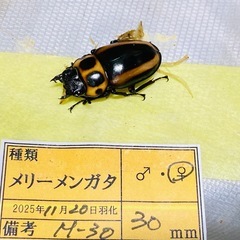 ④メリーメンガタクワガタ　新成虫ペアの販売の画像