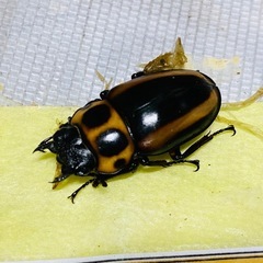 ④メリーメンガタクワガタ　新成虫ペアの販売の画像