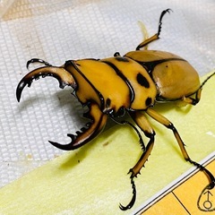 ④メリーメンガタクワガタ　新成虫ペアの販売の画像