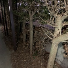 まきの木　伐採木の画像