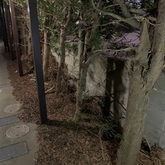 まきの木　伐採木の画像