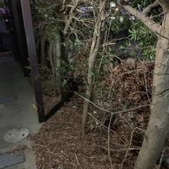 まきの木　伐採木の画像