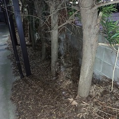 まきの木　伐採木の画像