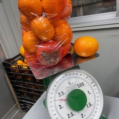 ミカン、柿の詰め放題の画像