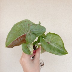 観葉植物　シンゴニウム　ミルクコンフェッティの画像