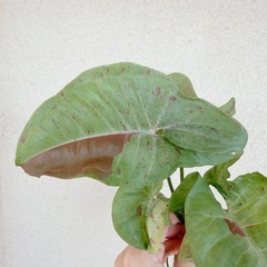 観葉植物　シンゴニウム　ミルクコンフェッティの画像