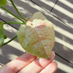 観葉植物　シンゴニウム　ミルクコンフェッティの画像