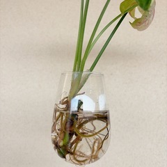 観葉植物　シンゴニウム　ミルクコンフェッティの画像