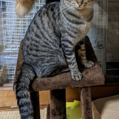 迷子ネコを探しています。