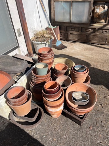 無料・引き取り限定】鉢植え (猫好きさん) 松本のその他の中古あげます