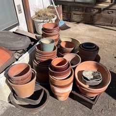 【無料・引き取り限定】鉢植えの画像