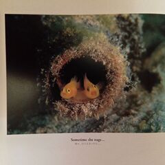 エルニド、マブール島の水中写真、ボルネオの写真集 3冊セットの画像