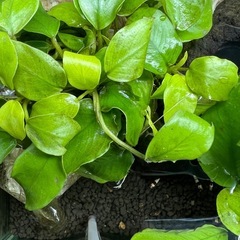 水草                    アヌビアスナナ ゴールデンの画像