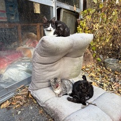 人懐っこい子達です