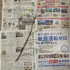 ナンキンハゼ①の画像