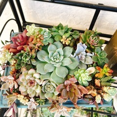 そのまま飾れる多肉植物②エケベリアなど　ハンドメイドリメイク鉢の画像