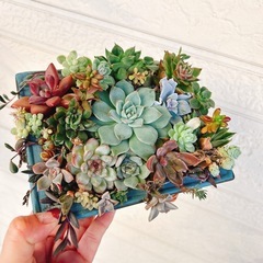 そのまま飾れる多肉植物②エケベリアなど　ハンドメイドリメイク鉢の画像