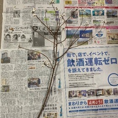 ナンキンハゼ②の画像